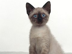 Addison, Siamese Mix